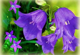 040210lw-9b58-262x181.png