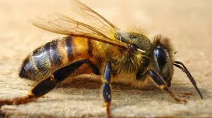 ᐈ Бджола медоносна (Apis mellifera) | Discover.in.ua