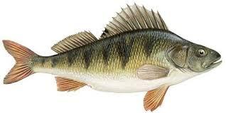 Описание: Окунь — FishingWiki