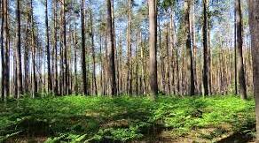 FORESTS AND FORESTRY IN UKRAINE 