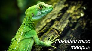 Презентація на тему "Покриви тіла тварин"