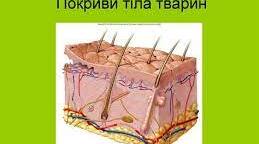  Покриви тіла тварин