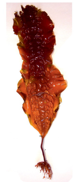 04021elu-dbc5-257x599.png
