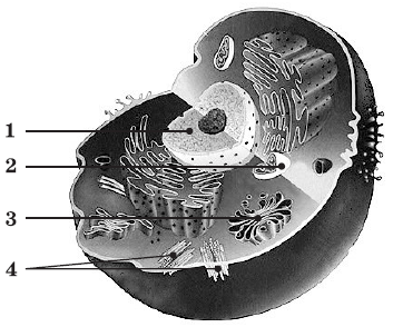 04021gru-d482-353x294.png
