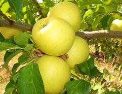 04021kf8-f7d7-349x268.jpg
