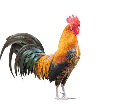 Cock Images – Browse 267,543 Stock Photos, Vectors, and Video | Adobe Stock