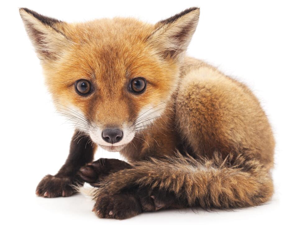 Understand red fox behaviour | BBC Wildlife magazine | Discover Wildlife