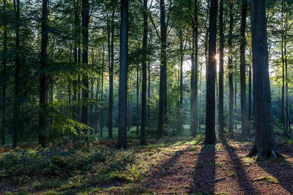 Woods vs. Forest: What's the Difference?