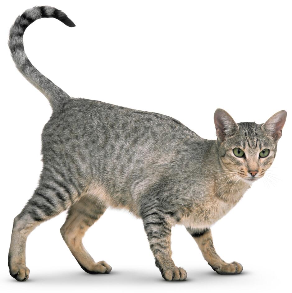 Cat Facts for Kids | What is a Cat | DK Find Out