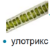 04021qlp-1780-89x89.png