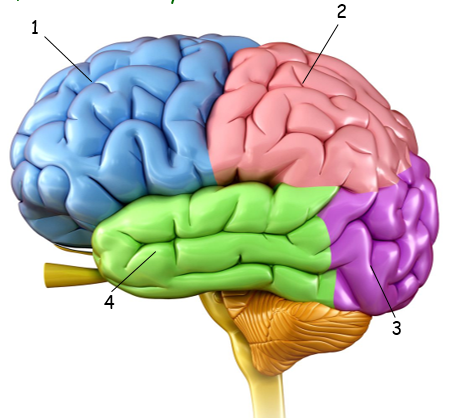 04021qnn-5d7b-450x418.png