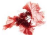 04021qul-190e-100x72.png