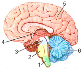 04022474-a177-271x231.png