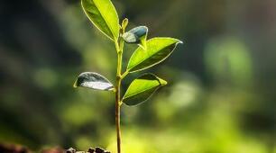 Environment