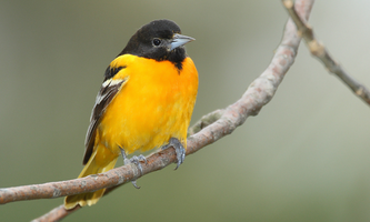 5 backyard birds you can find in Canada - The Weather Network