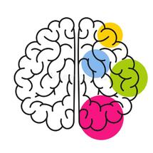 Cerebral Hemispheres with Highlighted Colorful Spots, Abstract Graphic of Left and Right Brain Hemispheres Stock Vector - Illustration of abstract, central: 150497063