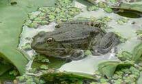 амфибия — Викисловарь
