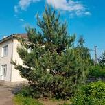 Сосна звичайна (Pinus silvestris)