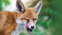 Watch: This red fox is the first spotted fishing for its food