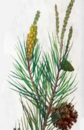 04022kr3-581c-84x130.png