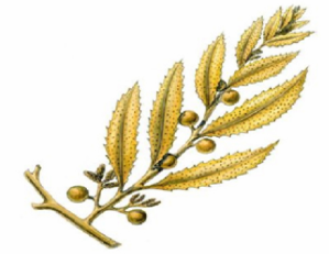 04022mny-5c06-299x231.png