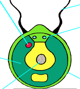 04022mpx-92f9-267x299.png