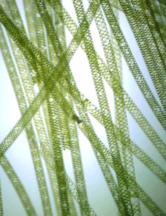 04022mqu-c279-241x313.png