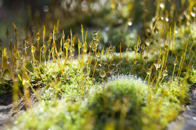 cool facts about moss | I Heart Moss