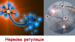 Презентація на тему  "Нервова регуляція"
