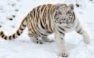 040232rj-b06c-235x145.png