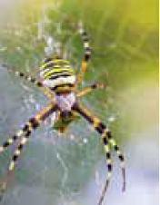 040235co-aaa0-176x226.png