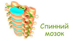 Лабораторне дослідження. Вивчення будови спинного мозку людини