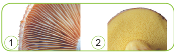 04023an8-66c1-344x112.png