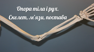 Презентація "Опора і рух. Скелет, м’язи, постава"