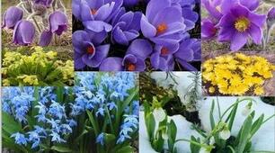 Упізнай первоцвіти