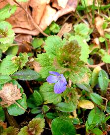 04023nho-4b42-223x273.jpg