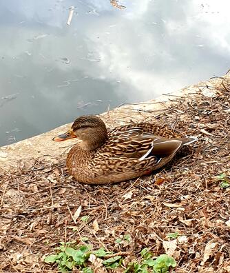 04023nkf-a2a6-334x396.jpg