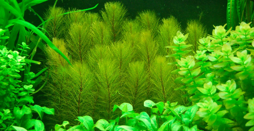 04023p09-74ed-825x425.png