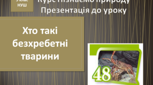 Хто такі безхребетні тварини