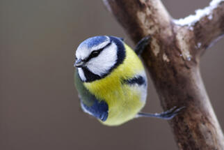 Cиниця блакитна (Parus coeruleus) :: Пернаті друзі, птахи України, орнітологія ::