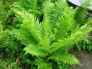 04023wvl-c52c-320x240.jpg