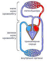 Амфібії