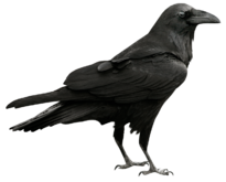 040243ld-0049-205x165.png