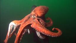 What is the biggest octopus? - Quora