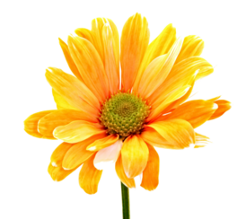 040243xr-2a04-274x244.png