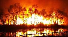 Reading. The Australian Bush Fires