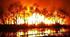 Reading. The Australian Bush Fires
