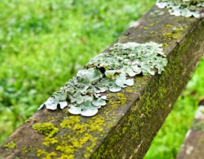 0402488y-1931-204x159.png