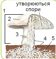 040248j5-4e89-216x228.png