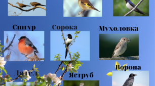 Плакат "Птахи України" (на 9 аркушів А4)